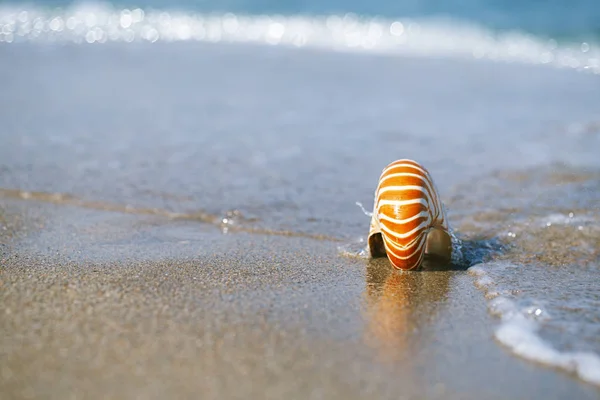 Conchiglia nautilus sulla spiaggia dorata — Foto Stock
