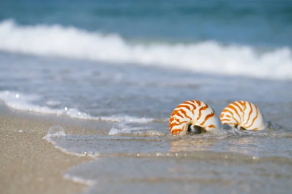 Nautilus sea shells on golden beach — Stock Photo, Image