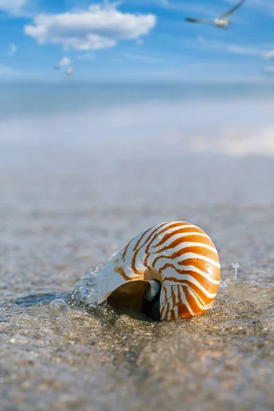 Nautilus sea shell on golden beach — Stock Photo, Image