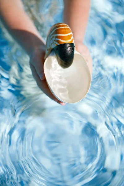 Concha nautilus em mãos de crianças com backgro de água azul cristal — Fotografia de Stock