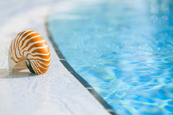鹦鹉螺的壳在度假村游泳池边缘 — 图库照片
