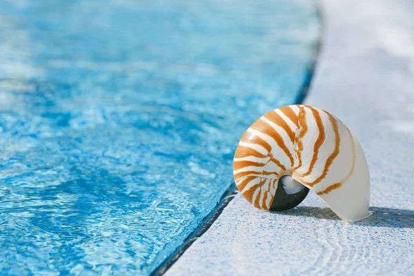 Nautilusschelp aan resort zwembad rand — Stockfoto