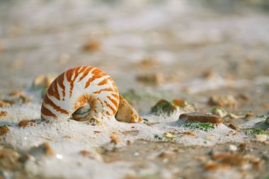 Nautilus pompilius seashell çakıl plaj 