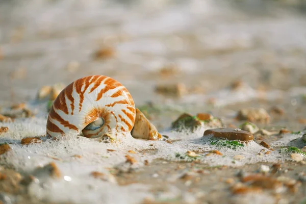 Nautilus pompilius seashell on pebble beach — Stock Photo, Image