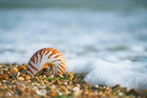 Concha de nautilus pompilius — Fotografia de Stock