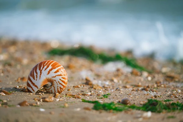 Nautilus pompilius zeeschelp op strand — Stockfoto