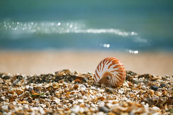 Nautilus Pompiliuse mušle — Stock fotografie