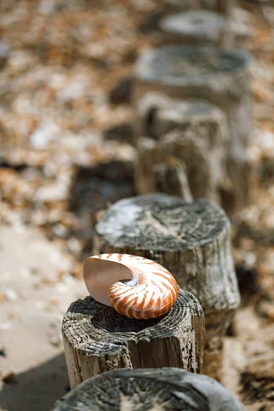 Nautilus pompilius seashell liggande på stubbe — Stockfoto