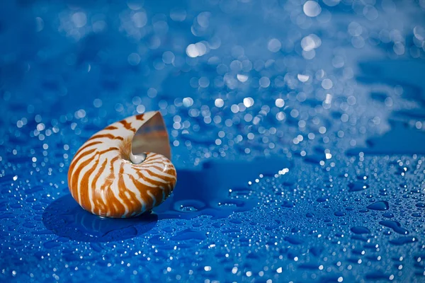 Bella conchiglia Nautilus — Foto Stock