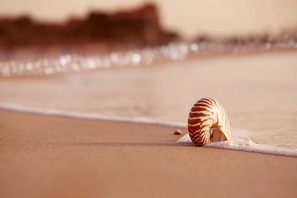 Nautilus de concha marina en la playa de mar —  Fotos de Stock