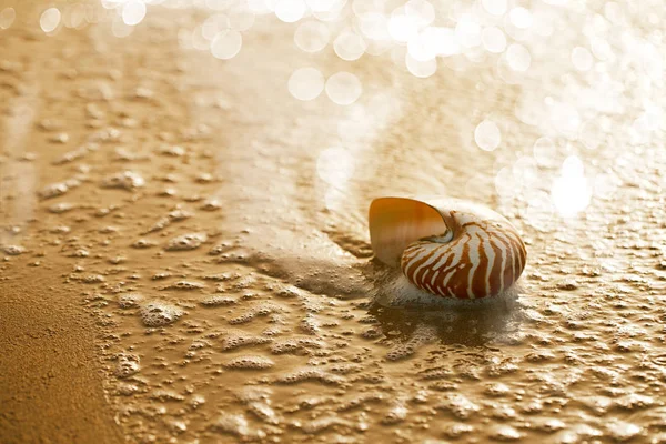 Conchiglia nautilus sulla spiaggia di mare — Foto Stock