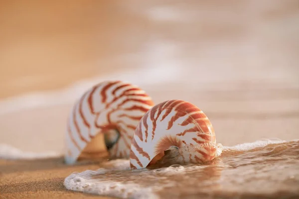 在海滩上的贝壳鹦鹉螺 — 图库照片