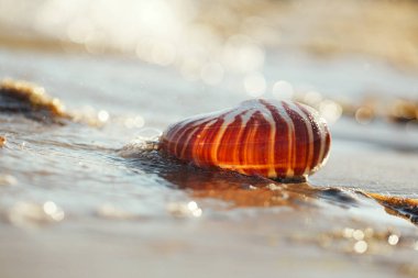 Nautilus pompilius deniz kabuğu 