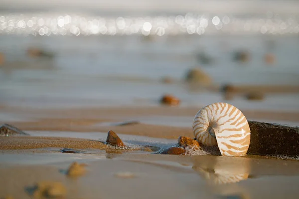 Seashell nautilus on sea beach — Stock Photo, Image