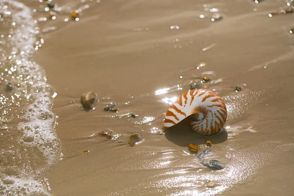 Nautilus pompilius deniz kabuğu 