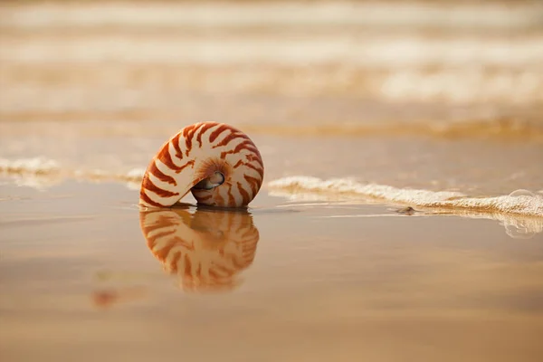 Nautilus pompilius conchiglia — Foto Stock