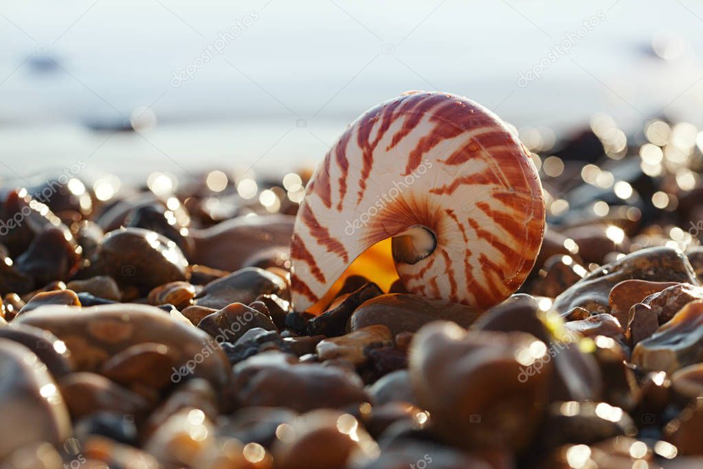 nautilus pompilius sea shell 
