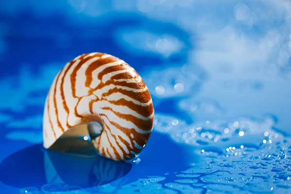 美丽的鹦鹉螺的壳 — 图库照片