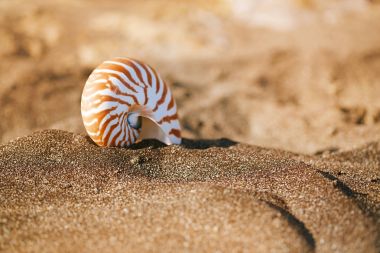 Nautilus pompilius deniz kabuğu 