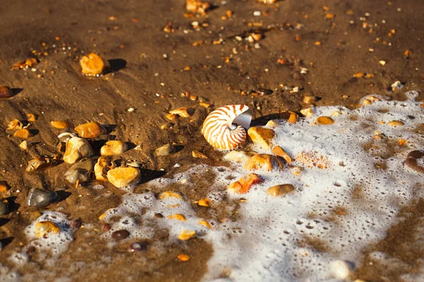 Nautilus pompilius tengerre shell — Stock Fotó