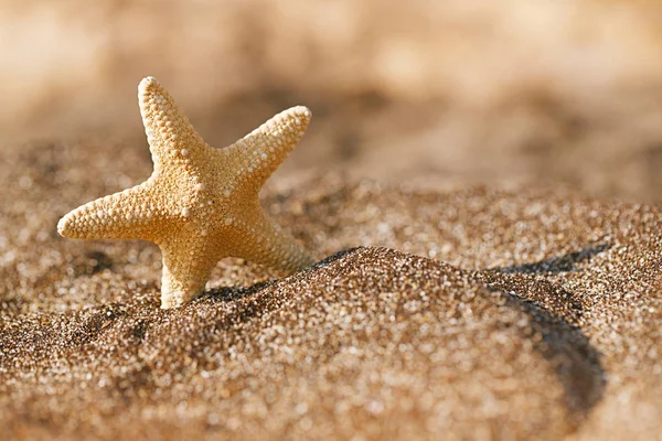 Siyah kum üzerinde deniz yıldızı — Stok fotoğraf