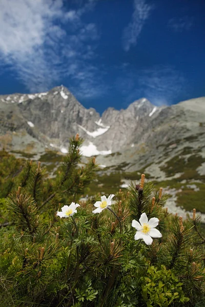 Weiße Blüten und Lomnica-Gipfel — Stockfoto