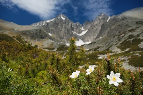 Beyaz çiçekler ve Lomnica tepe — Stok fotoğraf