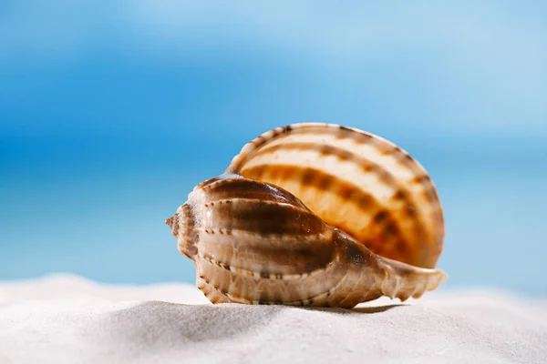 Τροπικό seashell στην άμμο — Φωτογραφία Αρχείου