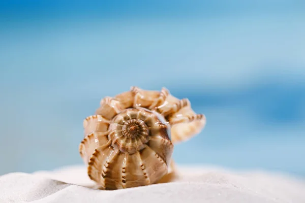 Conchiglia tropicale sulla sabbia — Foto Stock