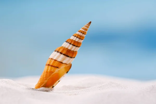 Bright  sea shell — Stock Photo, Image