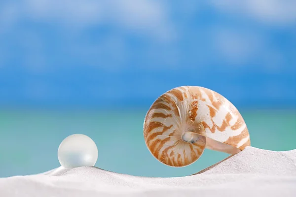 Nautilus shell  on   beach sand — Stock Photo, Image