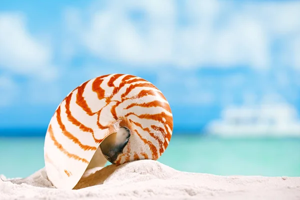 Concha de nautilus en arena de playa — Foto de Stock