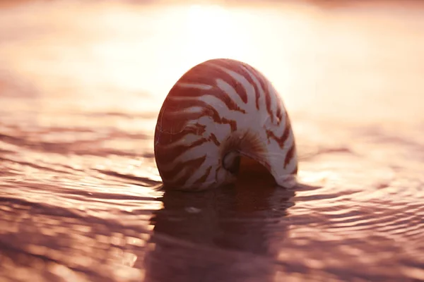 Seashell nautilus on sea beach — Stock Photo, Image