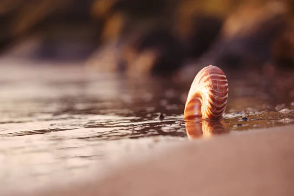 Seashell nautilus on sea beach — Stock Photo, Image