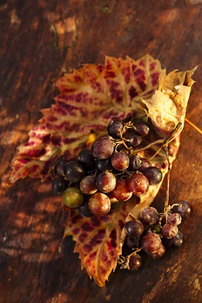 Racimo de uvas silvestres — Foto de Stock