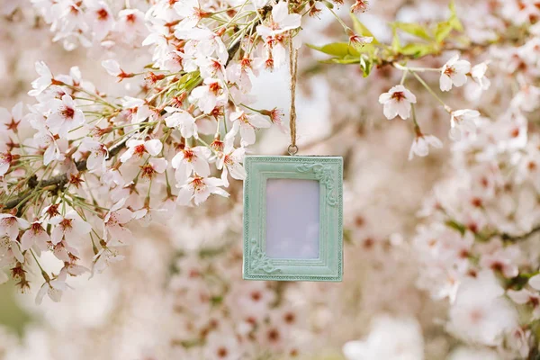 Quadro com flores de cereja — Fotografia de Stock