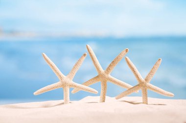 üç beyaz starfishes