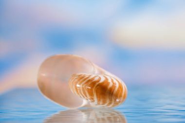 nautilus shell on water
