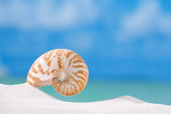 Скорлупа наутилуса на песке — стоковое фото