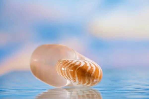 Nautilus-Muschel auf dem Wasser — Stockfoto