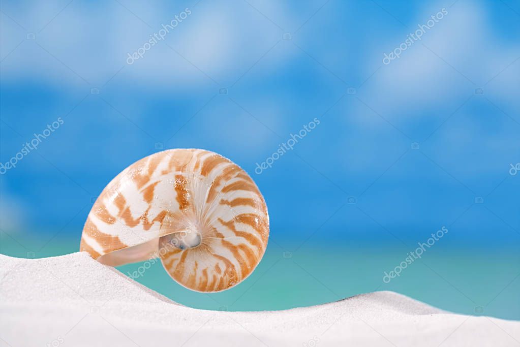 nautilus shell on sand