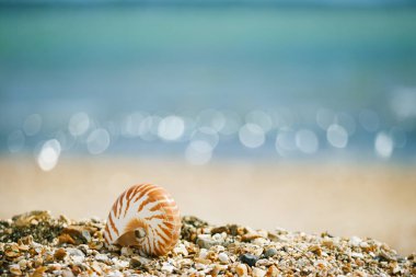 Nautilus pompilius deniz kabuğu