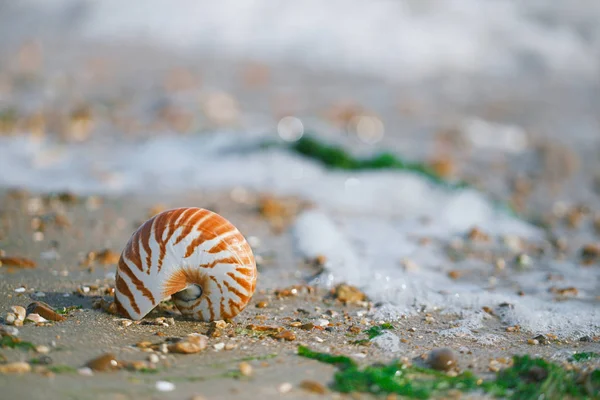 Nautilus pompilius conchiglia — Foto Stock