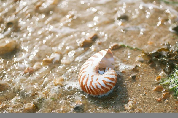 Nautilus pompilius conchiglia — Foto Stock