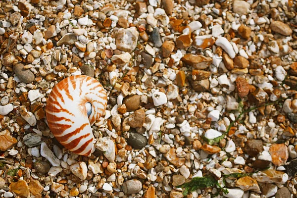 Nautilus pompilius deniz kabuğu