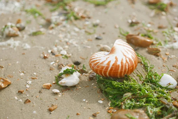 Casca do mar de nautilus pompilius — Fotografia de Stock