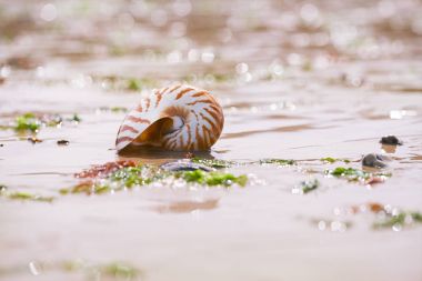 Nautilus pompilius deniz kabuğu