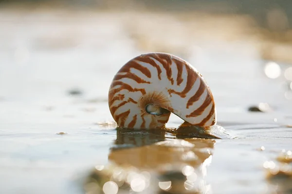 Κοχύλι Ναυτίλος Πομπίλιος στη θάλασσα — Φωτογραφία Αρχείου
