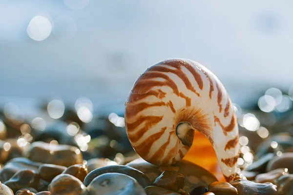 Nautilus pompilius sea shell — Stock Photo, Image