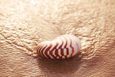 Nautilus pompilius deniz kabuğu